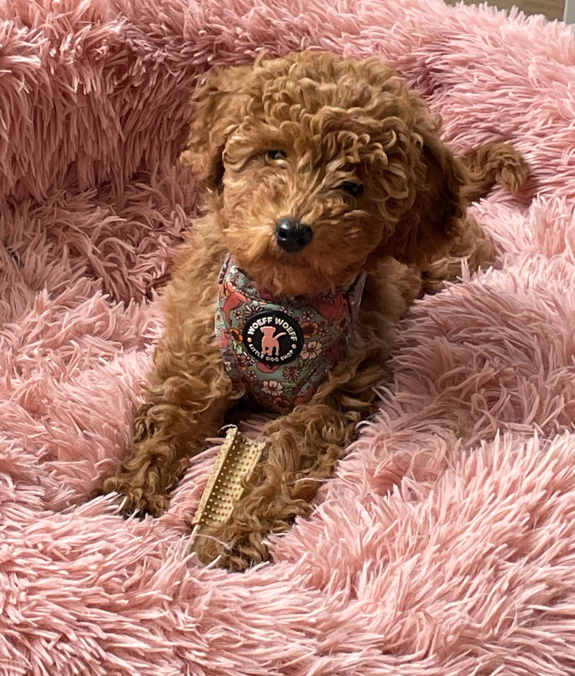 Ellen, pet sitter in Oss, photo 5