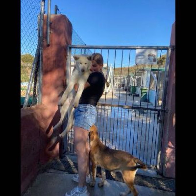 Maud, pet sitter in Keijenborg, photo 5