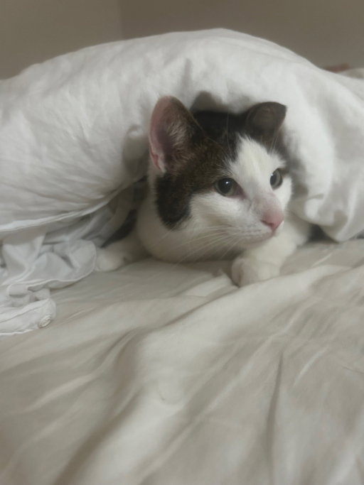 lucy, pet sitter in Arnhem, photo 1