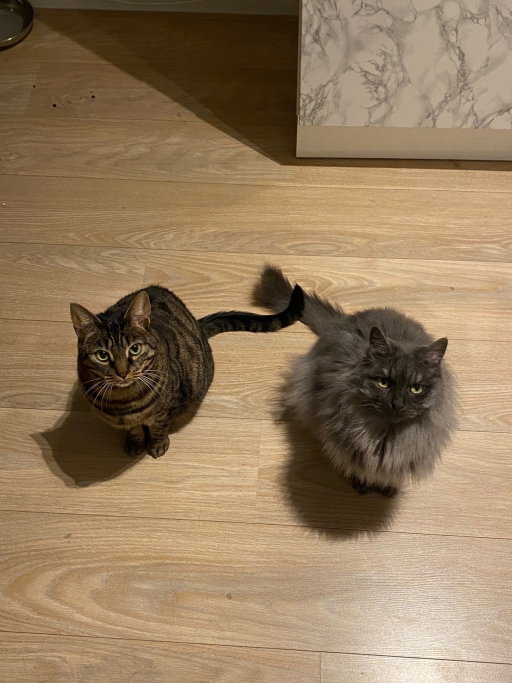 Helen, pet sitter in Haarlem, photo 3