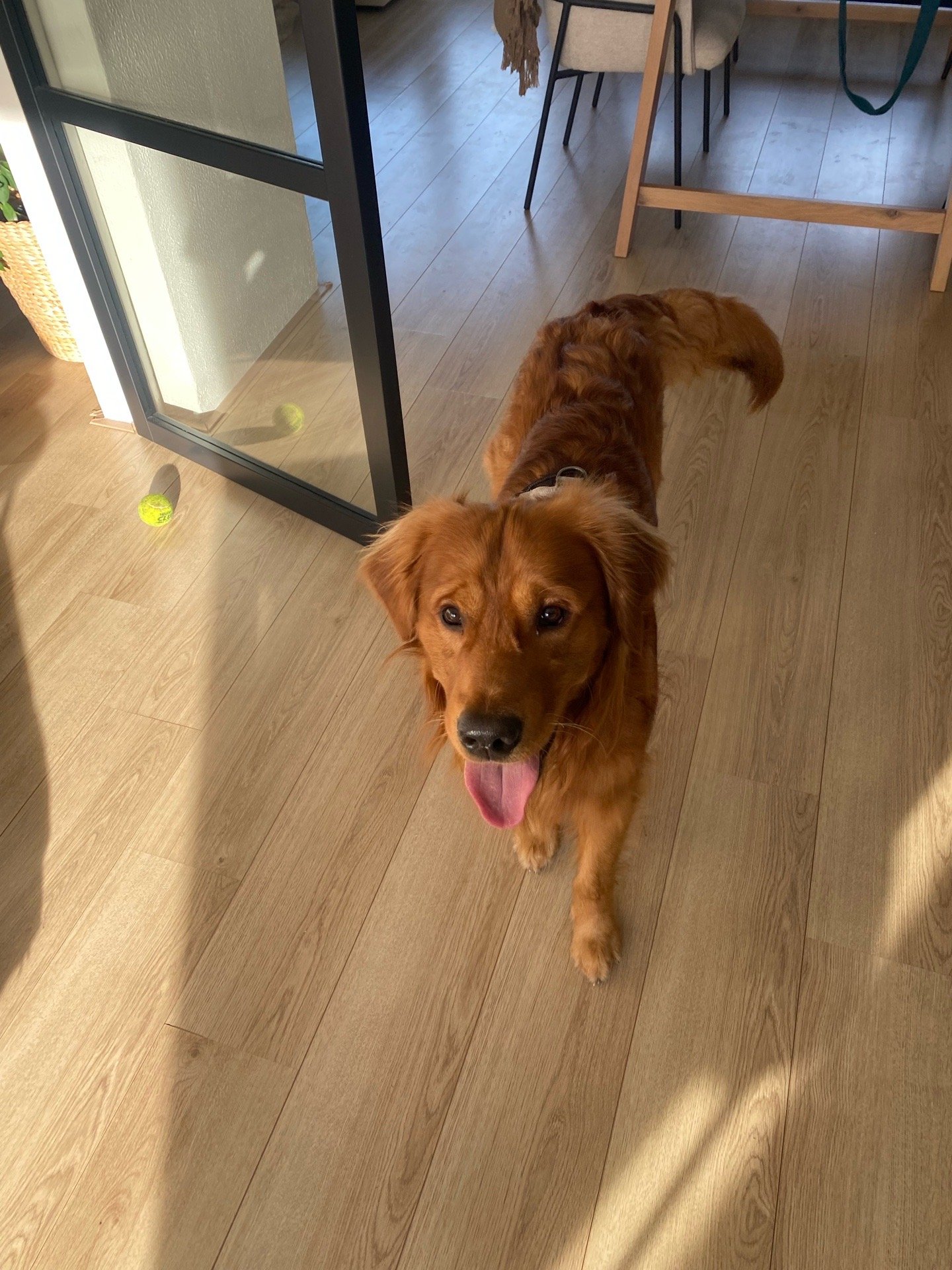 Verena, pet sitter in Leiden , photo 4