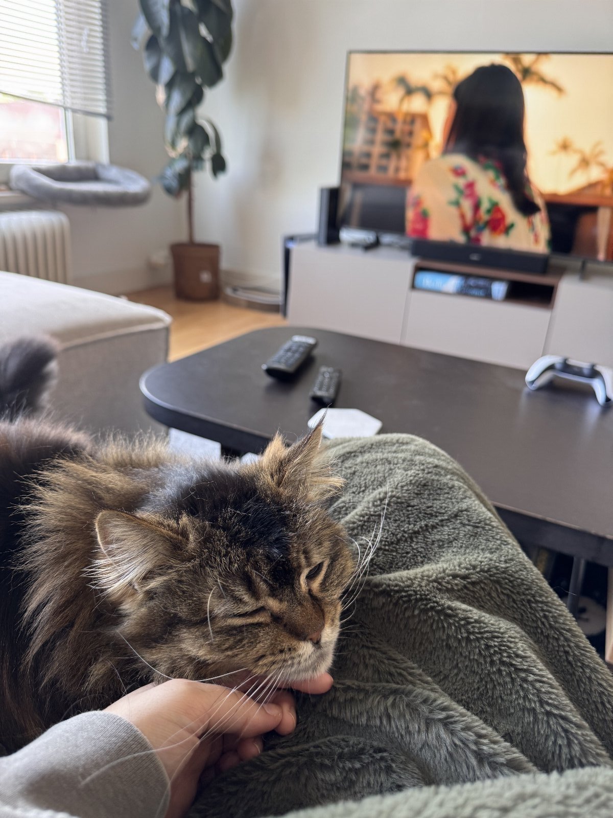 Beatriz, pet sitter in Heerlen, photo 2