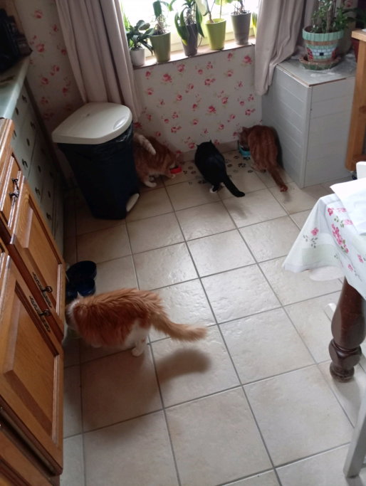 Sverre, pet sitter in Goes, photo 3
