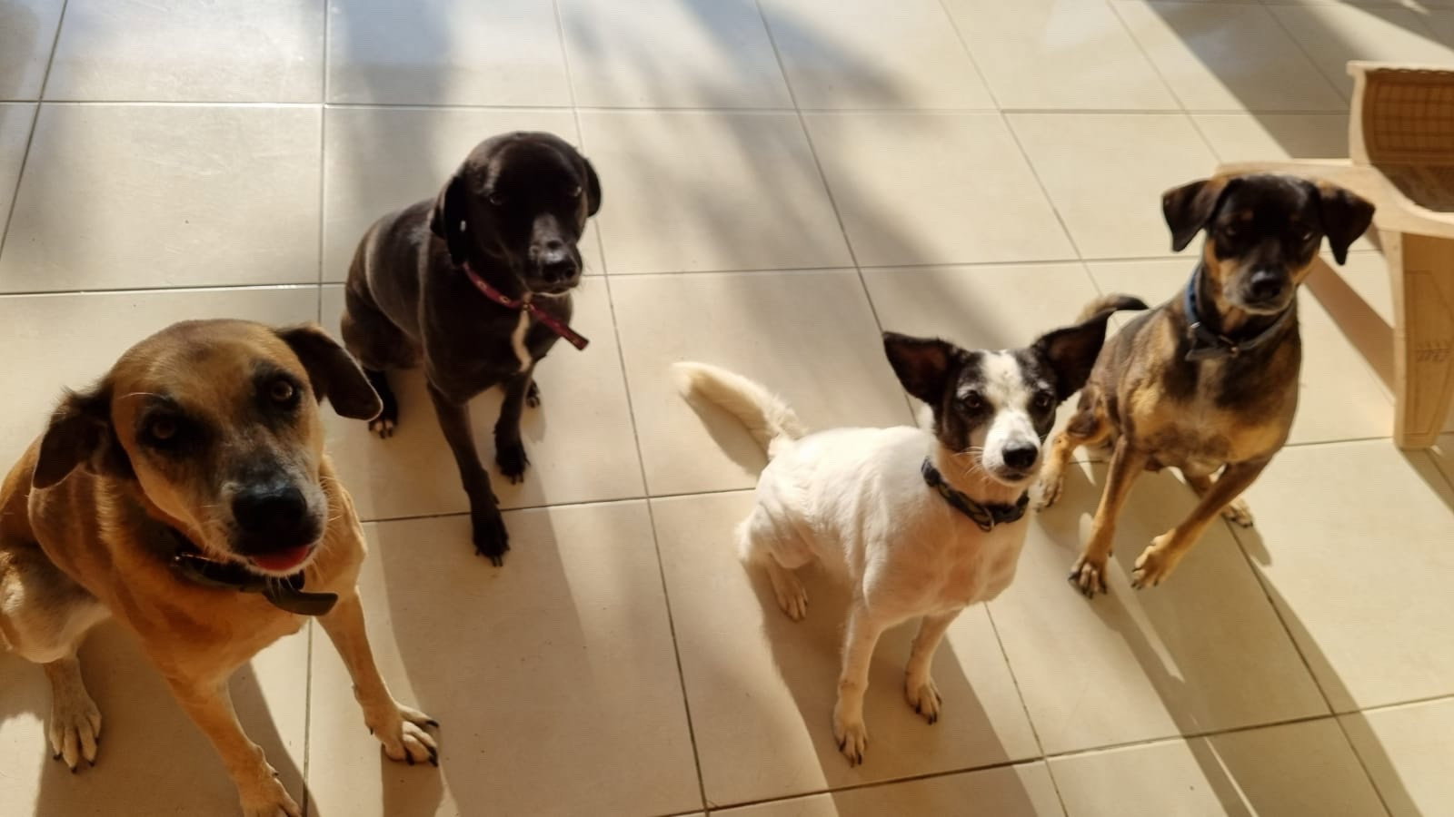 Sietse, pet sitter in Rotterdam, photo 3