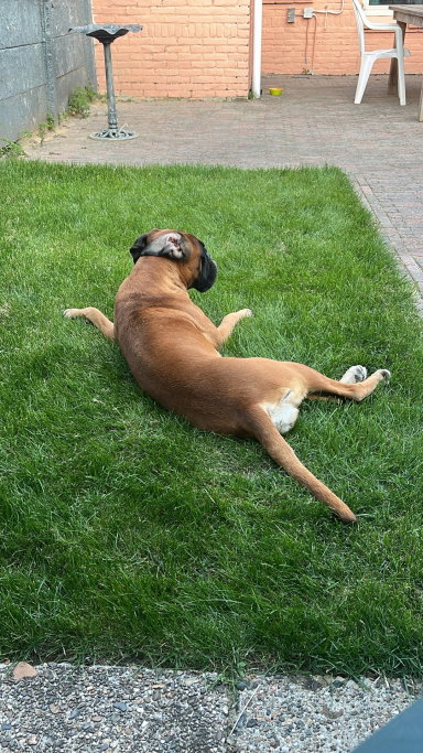 Saskia, pet sitter in Eindhoven, photo 1
