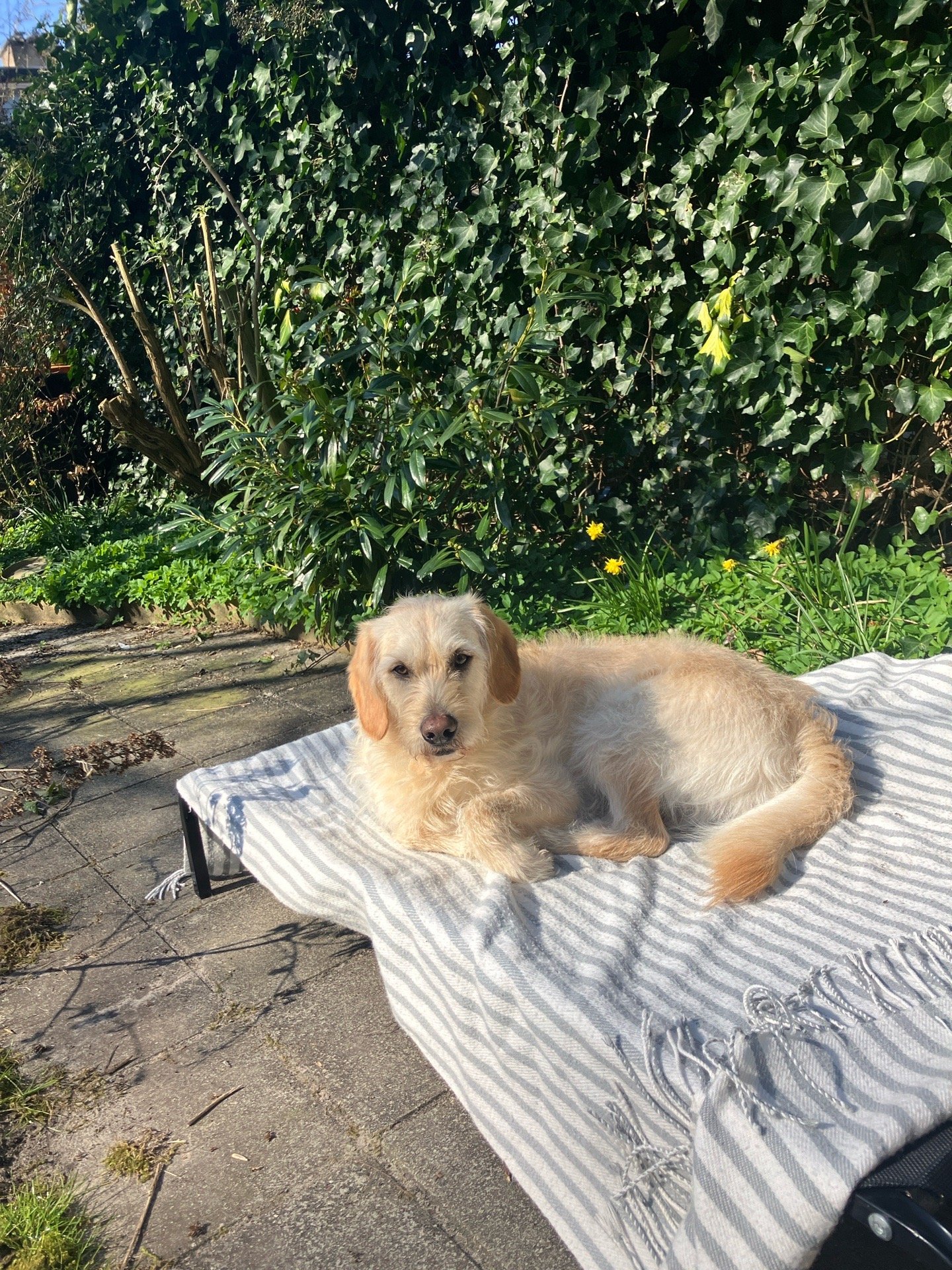 Annemarie, dierenoppas in Soest, foto 3