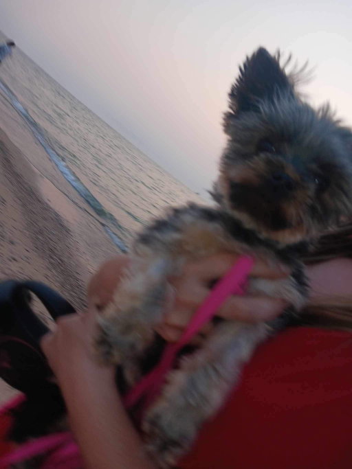 Jill, pet sitter in Bergschenhoek, photo 3