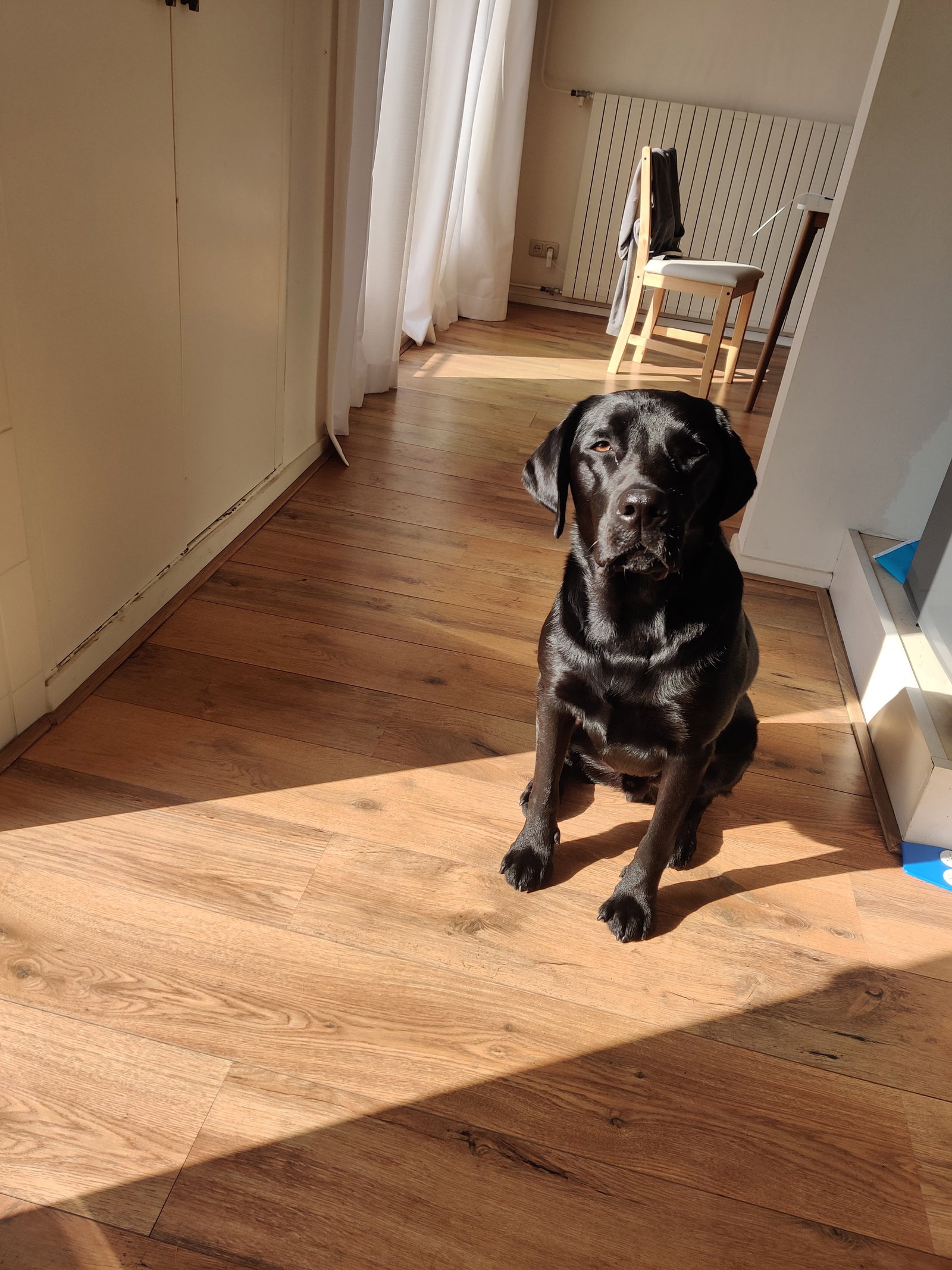 Pamela, pet sitter in Hilversum, photo 1