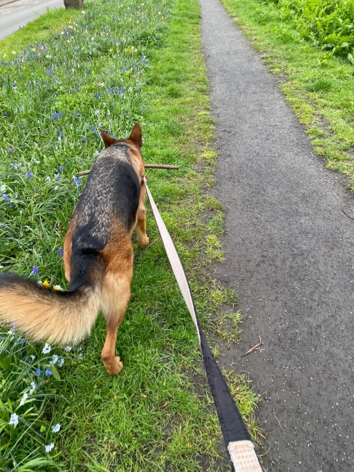 Jordan, pet sitter in Utrecht, photo 3