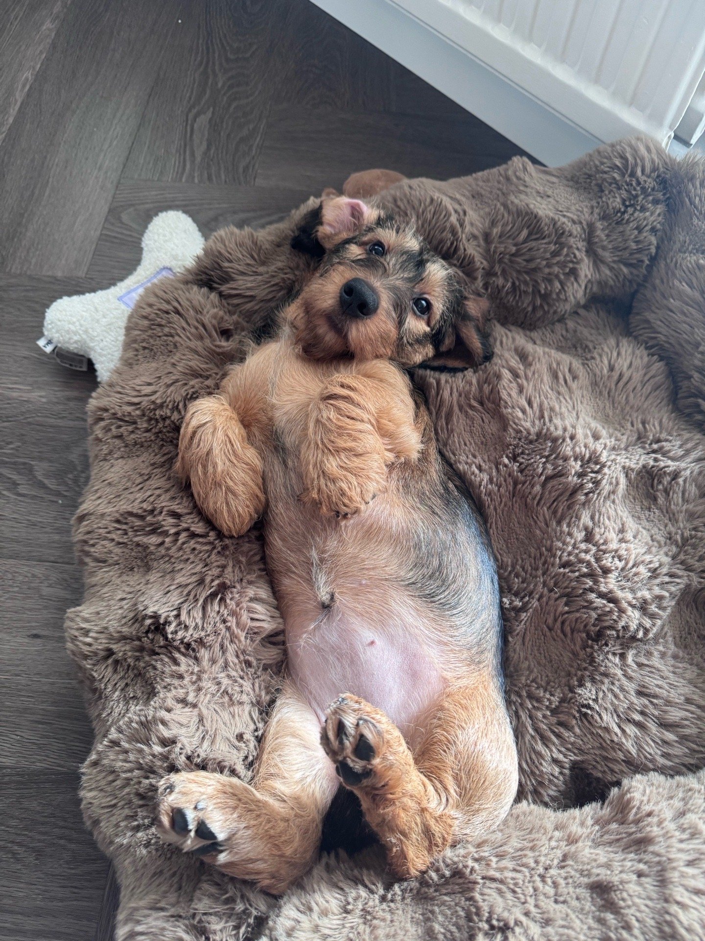 laura, pet sitter in Uden, photo 5