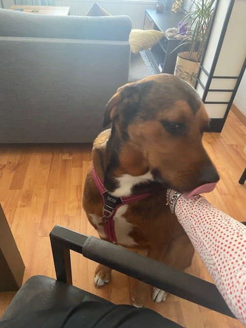 jade, pet sitter in Rosmalen, photo 1