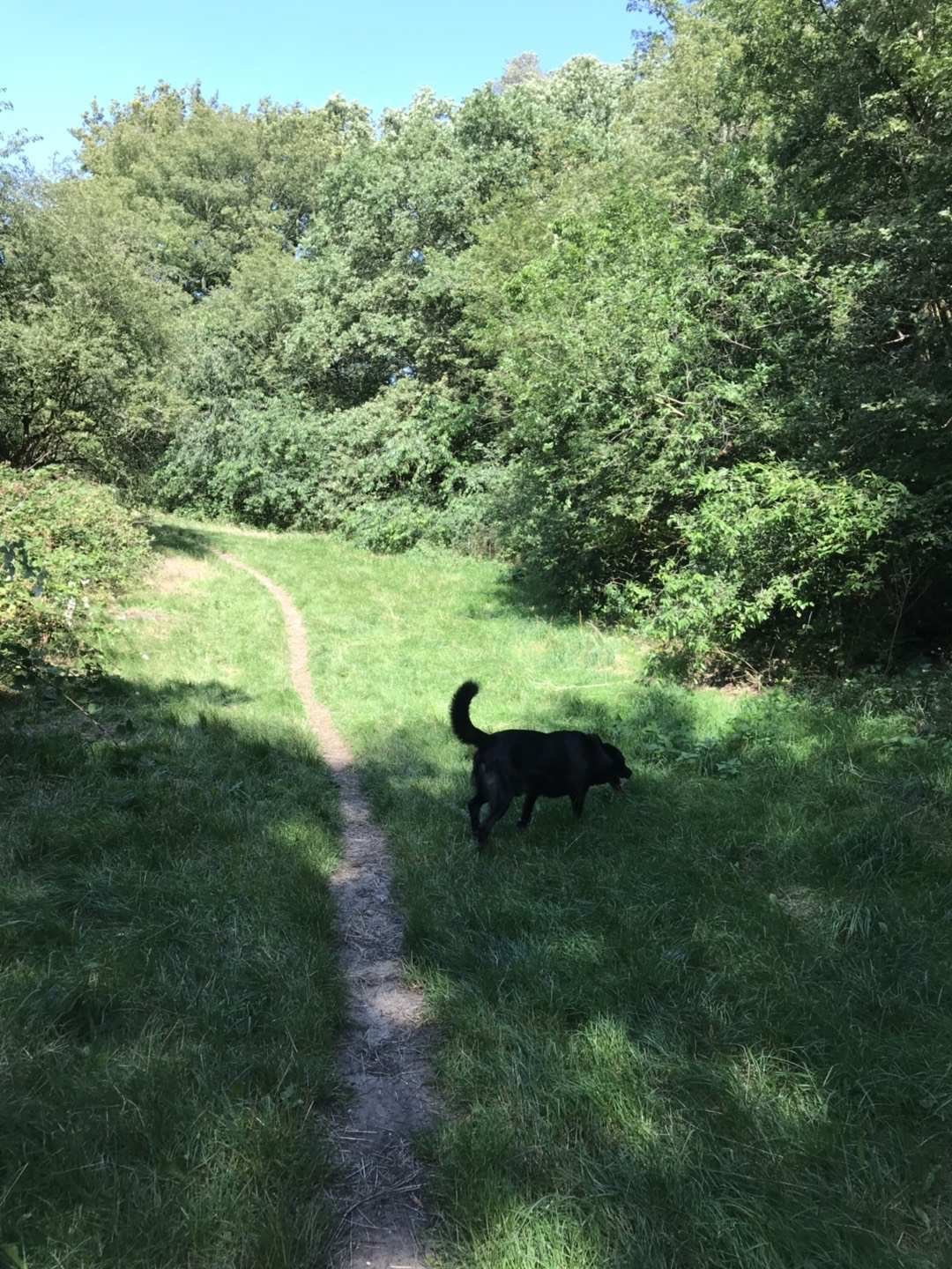 Dawn, pet sitter in 's-Gravenhage, photo 1