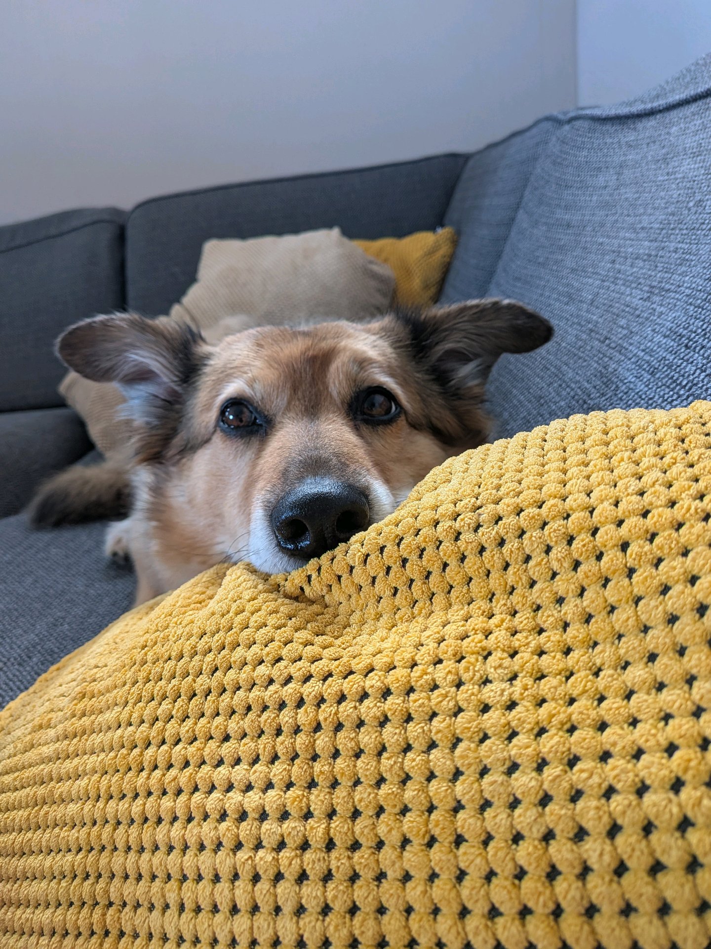 Pascalle, pet sitter in Heemstede, photo 5