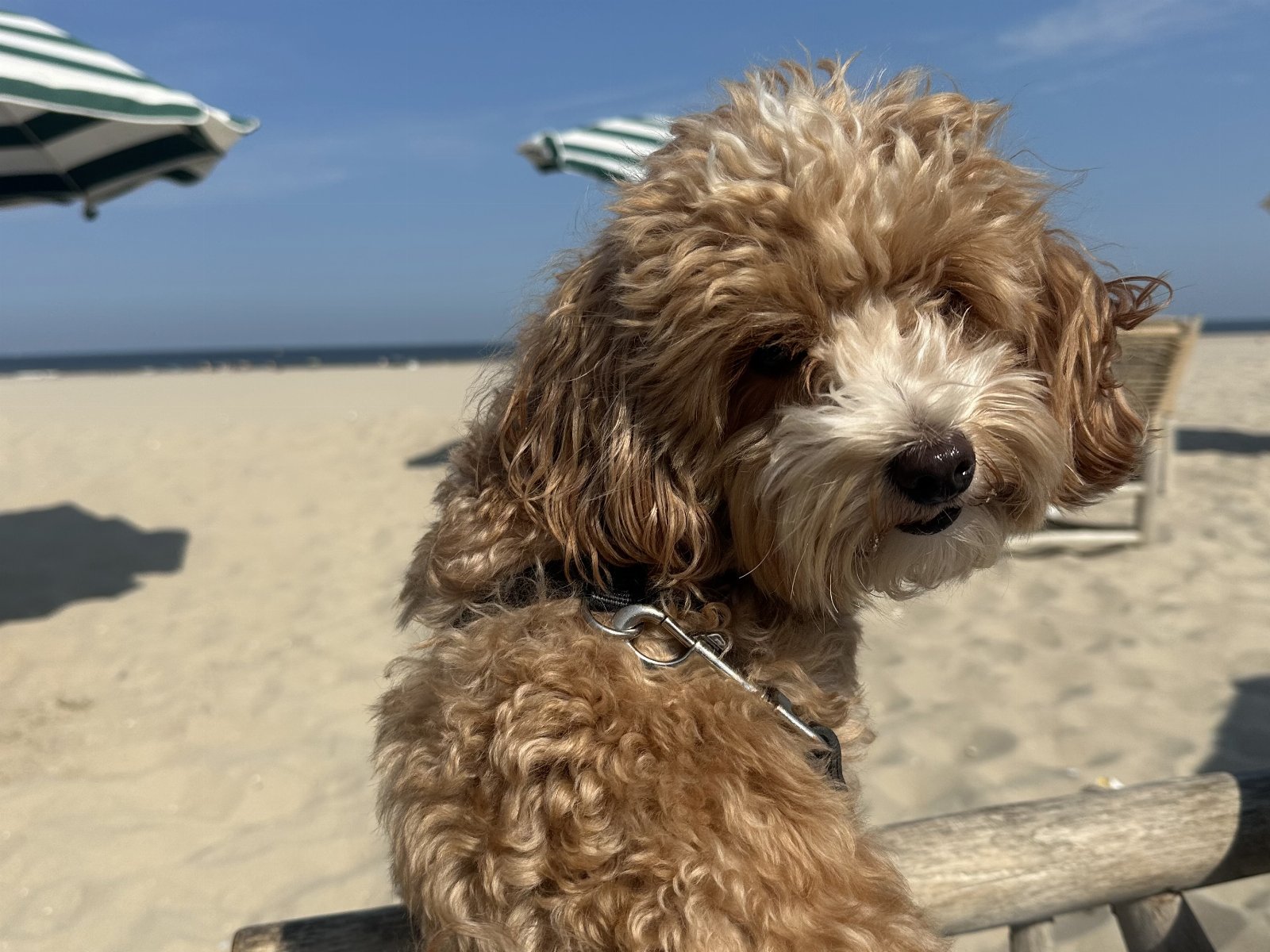 Glenn, pet sitter in 's-Hertogenbosch, photo 3