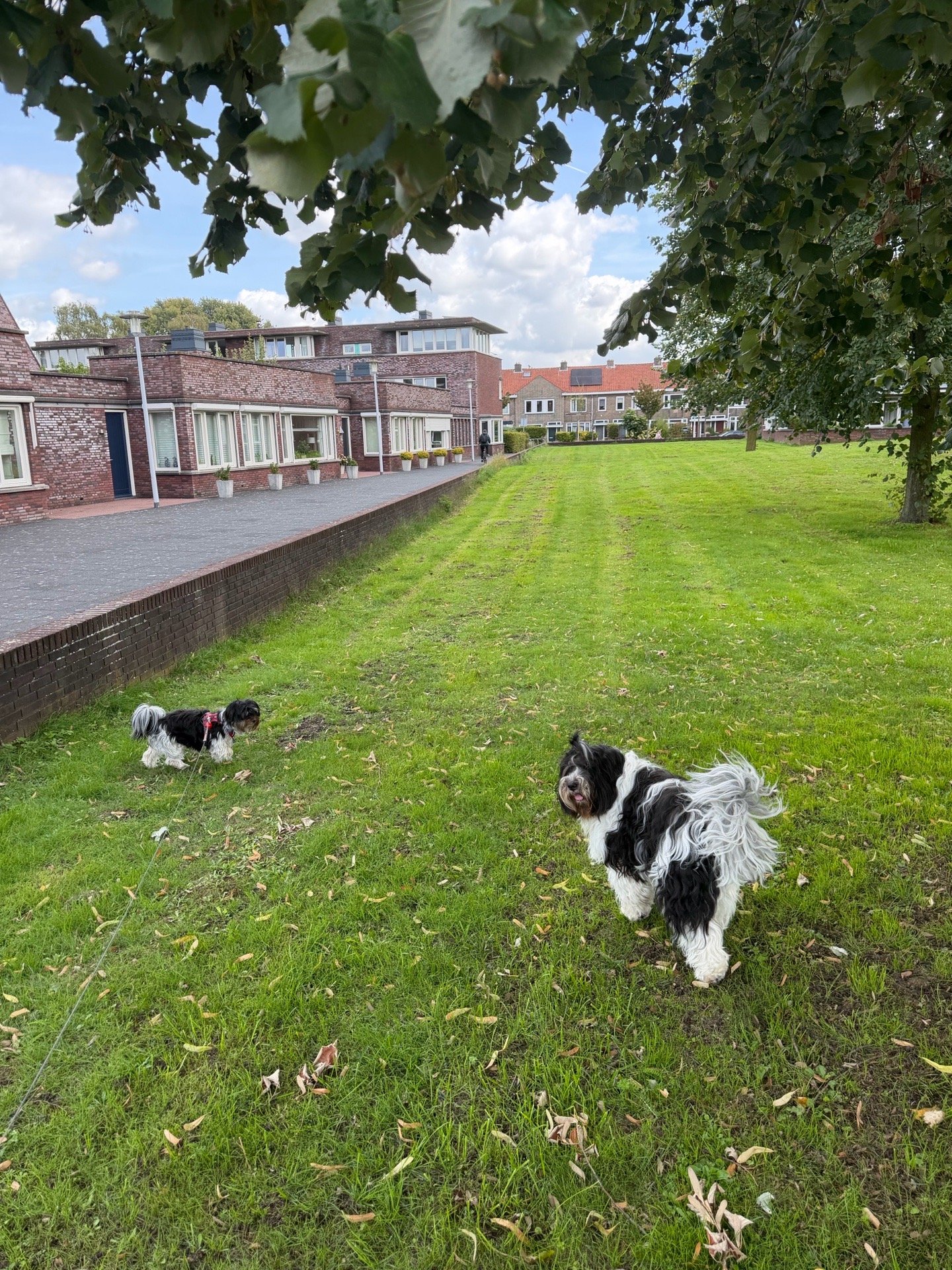 Jesper, pet sitter in Breda, photo 2