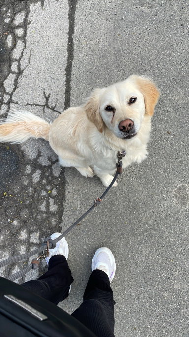 Henrike, pet sitter in Dortmund, photo 4