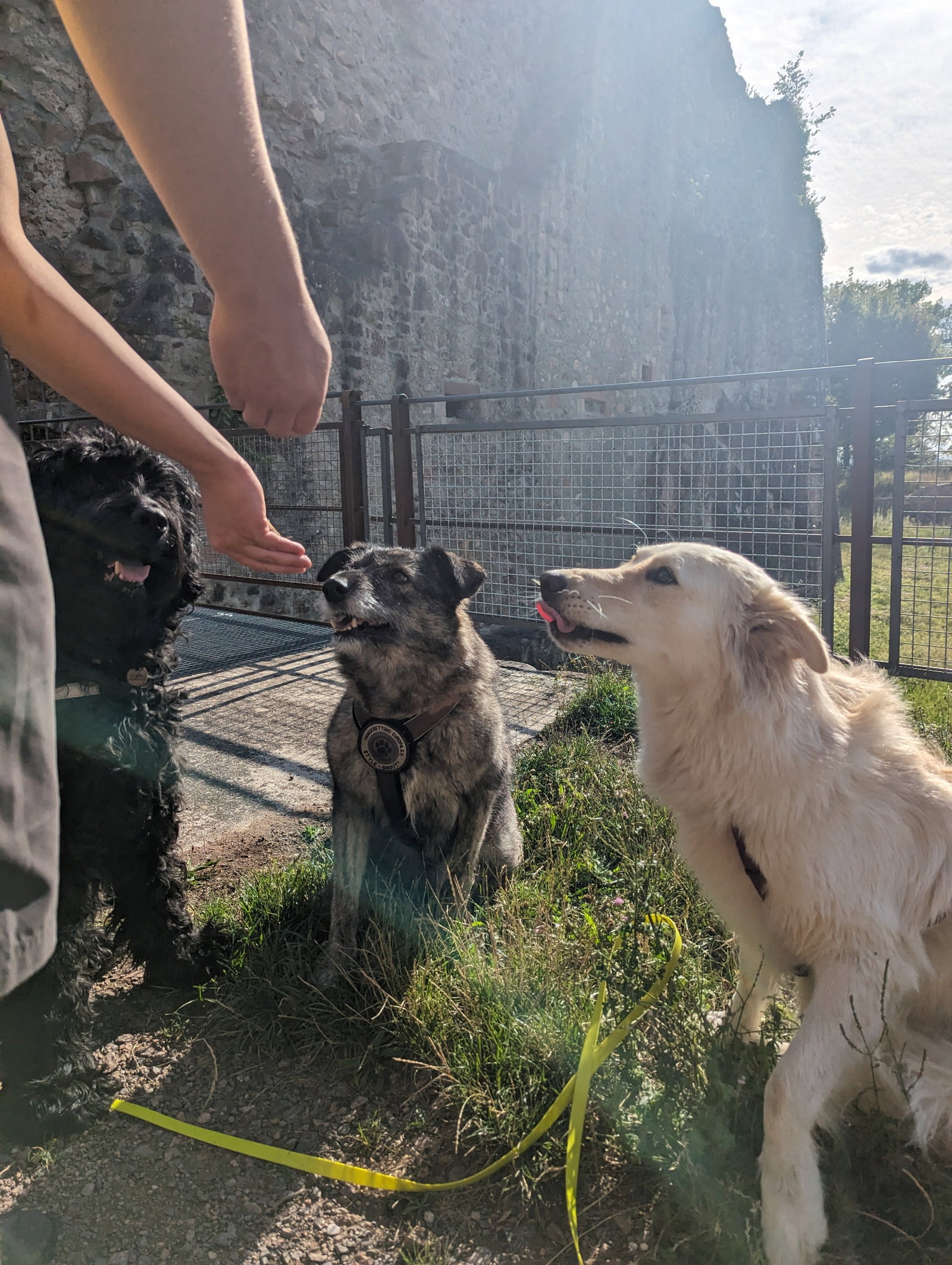 Jana, pet sitter in Bonndorf im Schwarzwald, photo 4