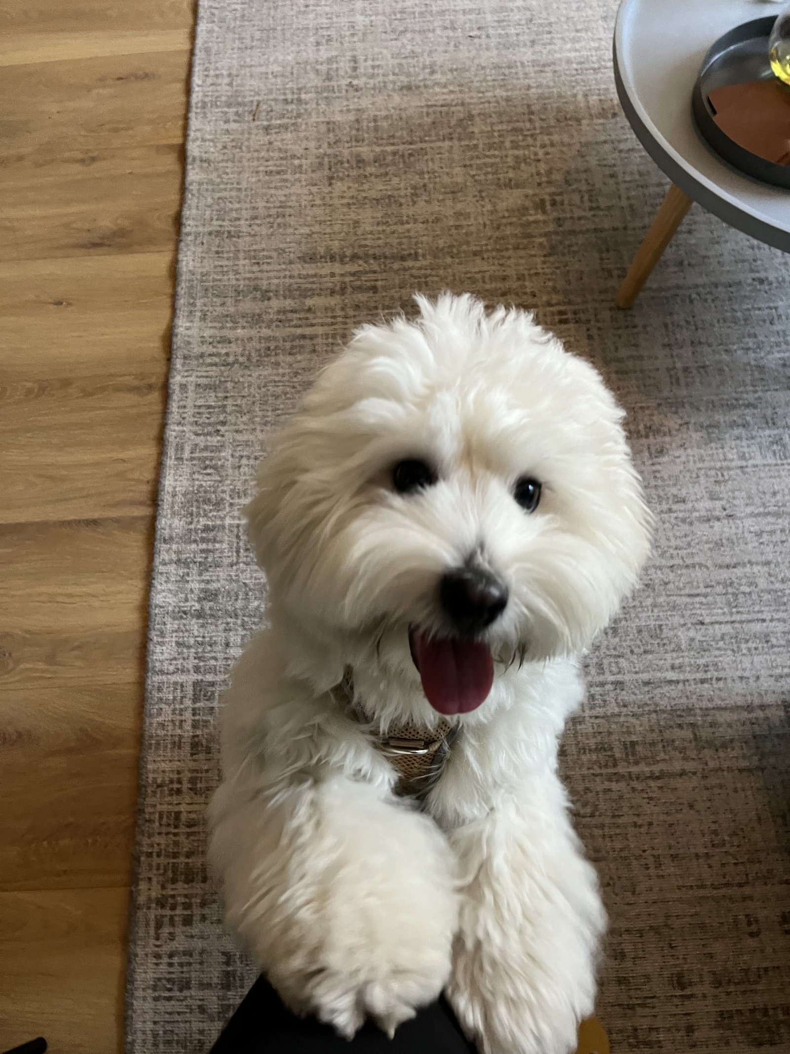 Mich, pet sitter in Amsterdam, photo 4