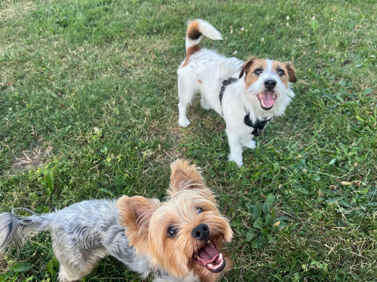 Karolina, pet sitter in oss, photo 4