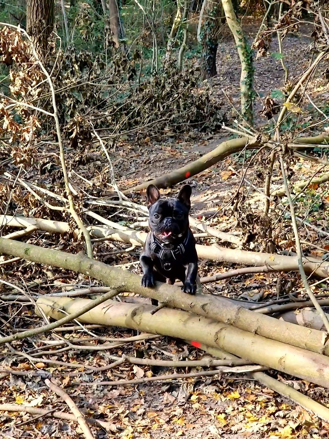 Tim, pet sitter in 's-Gravenhage, photo 2