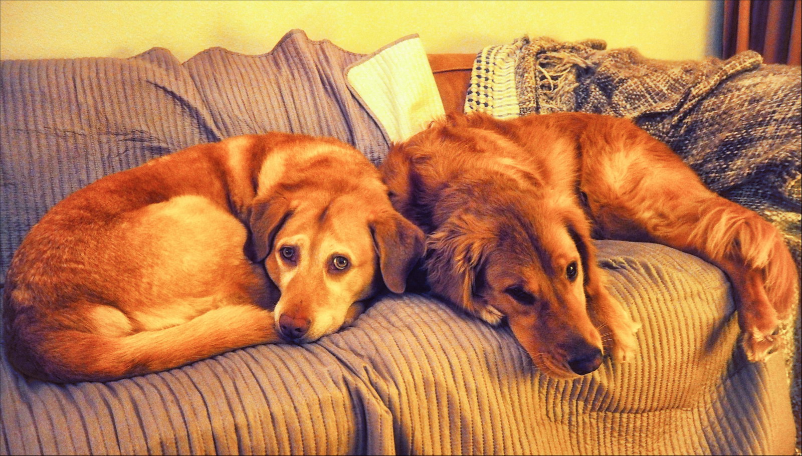Karolina, pet sitter in Haarlem, photo 5