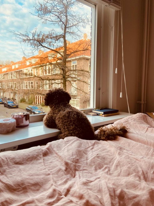 Rinske, pet sitter in IJsselstein, photo 1