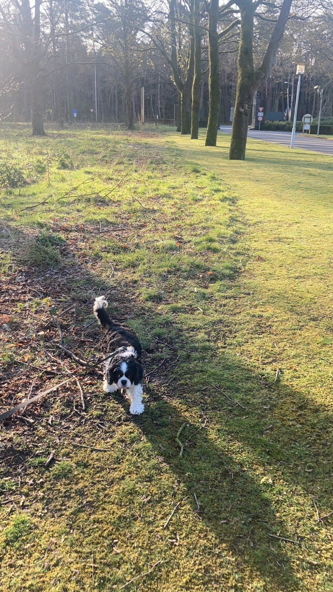 Gunta, pet sitter in Hilversum, photo 2