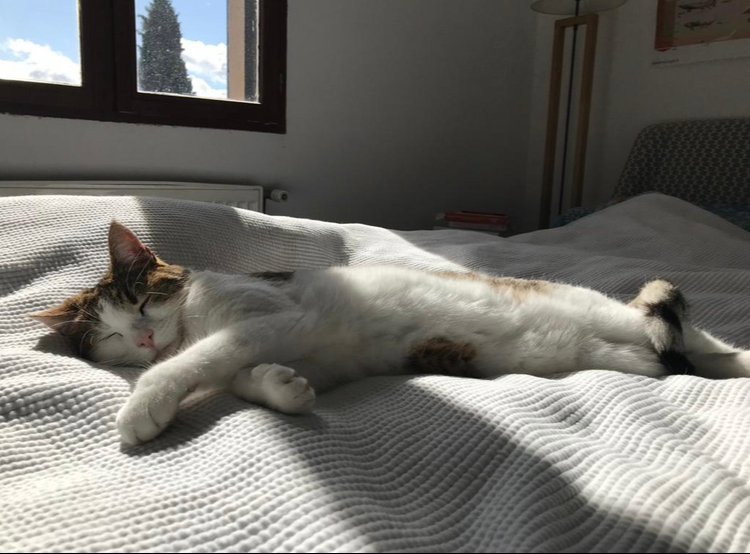 Anoushka, pet sitter in Diemen, photo 2