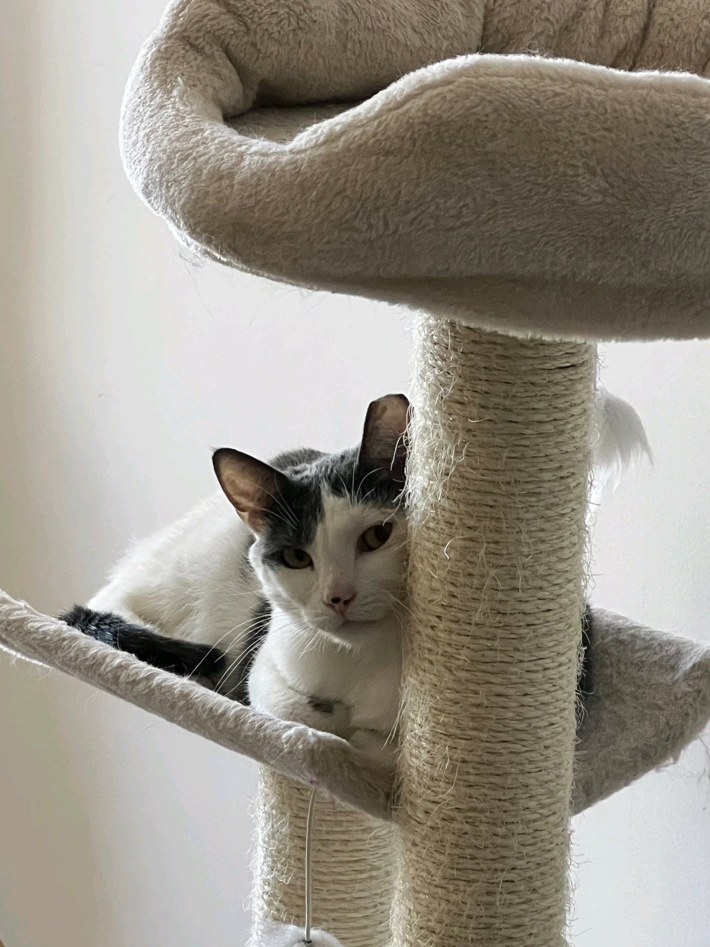 Jai, pet sitter in Stuttgart, photo 1