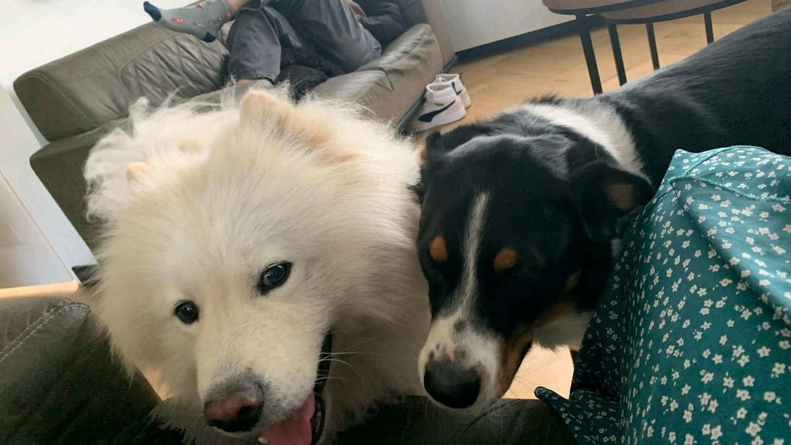 Patricia, pet sitter in Cuijk, photo 5