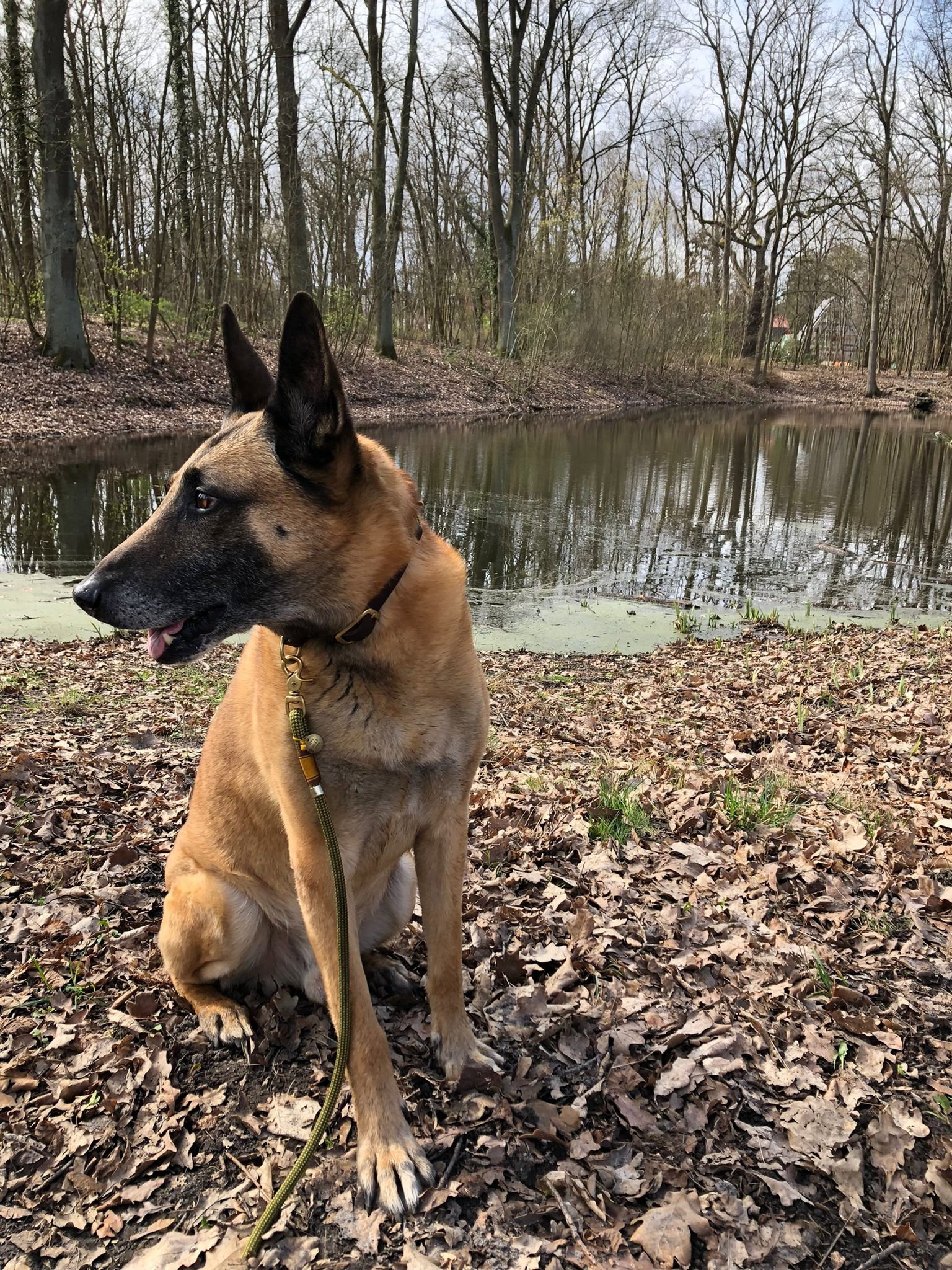 Noah, Tiersitter in Berlin, Foto 3