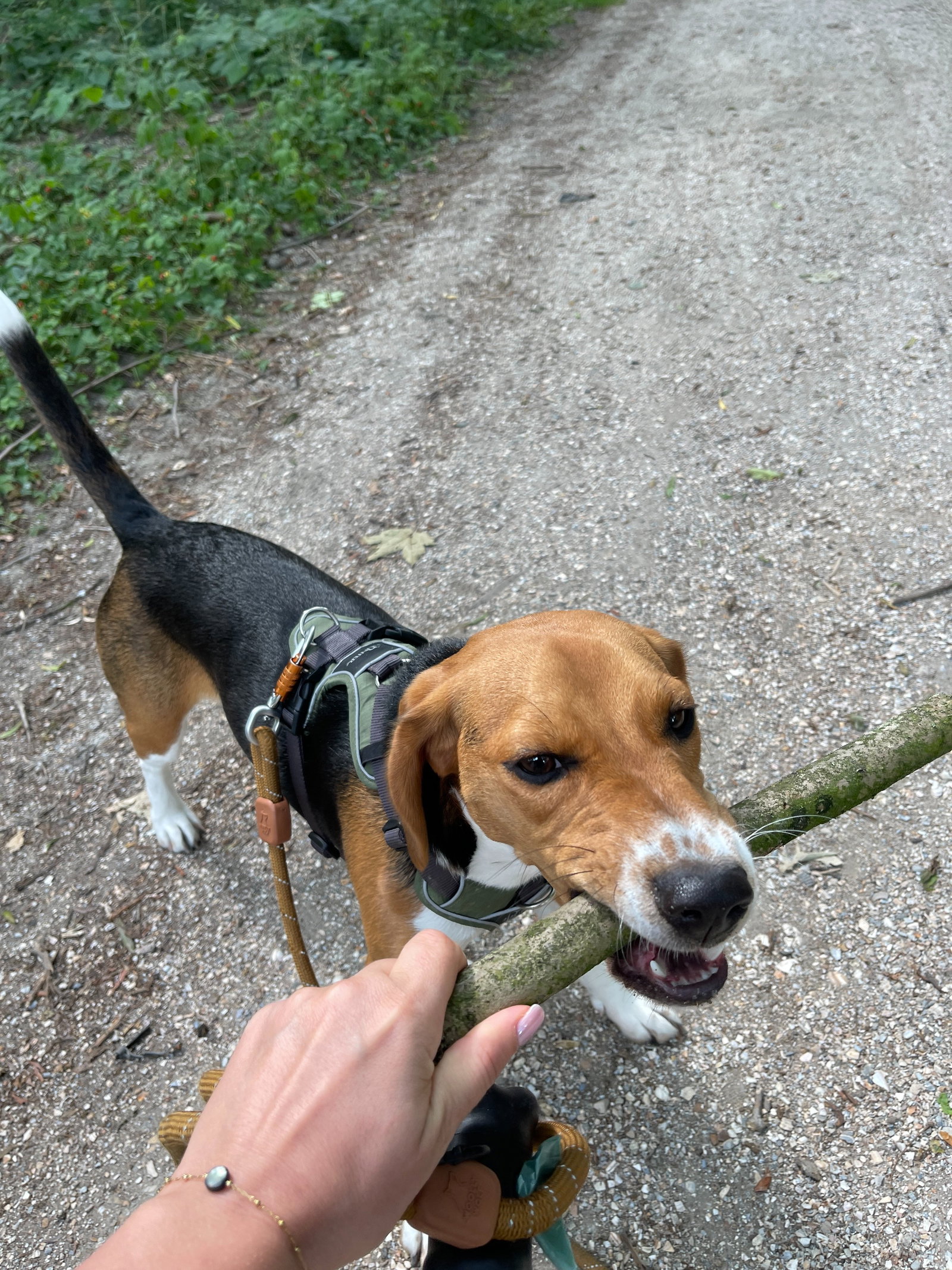 Marie-Alice, pet-sitter à Borgloon, photo 5