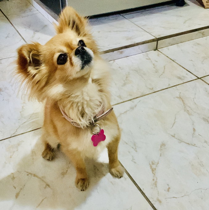 Ale, pet sitter in Arnhem, photo 2