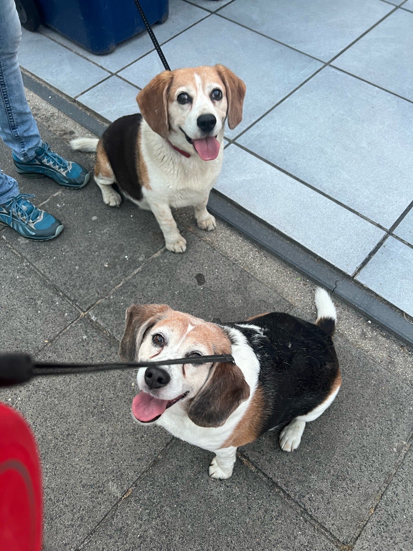 Meimei, pet sitter in Almere, photo 1