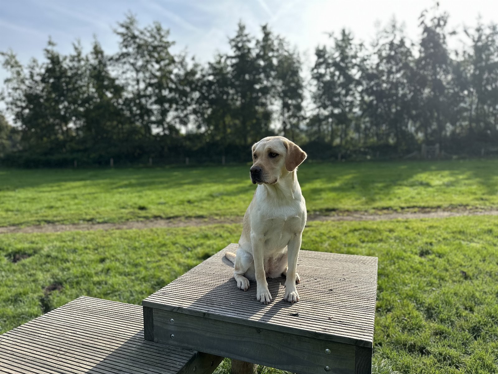 Ireen, pet sitter in Utrecht, photo 3
