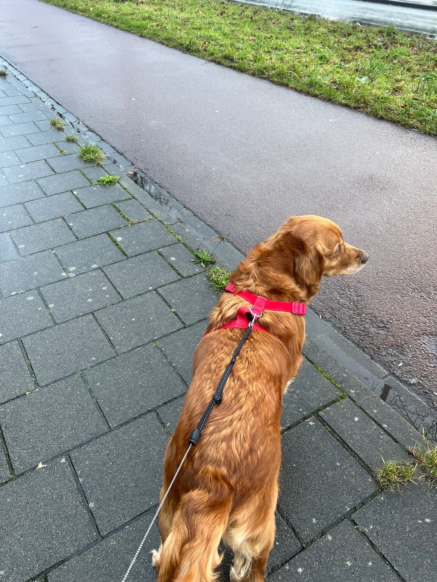 Emmanuel, pet sitter in Amsterdam, photo 3