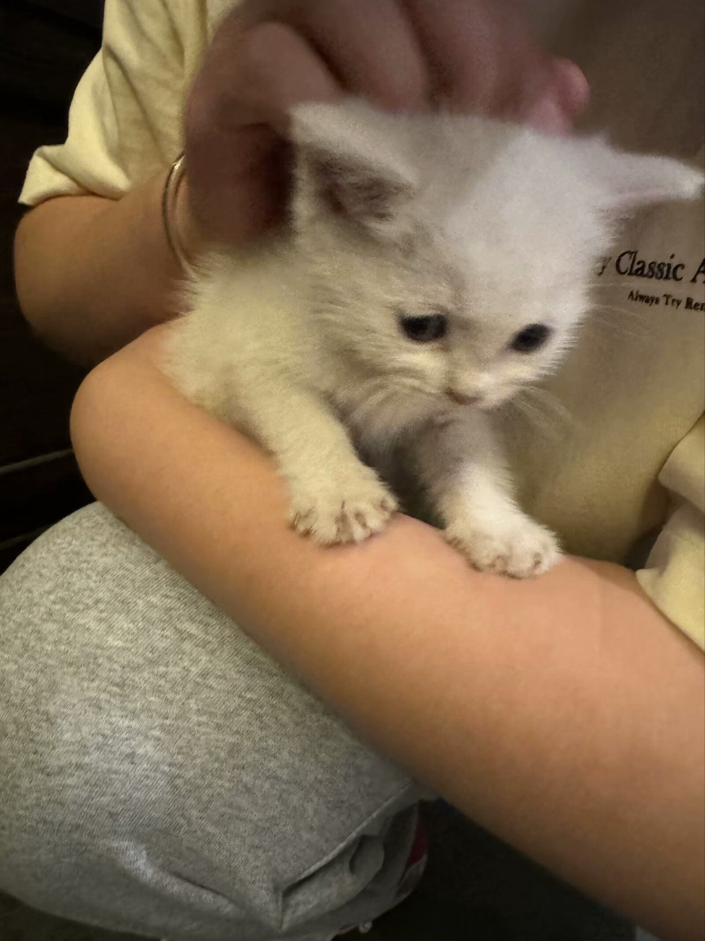 yue, pet sitter in Diemen, photo 2