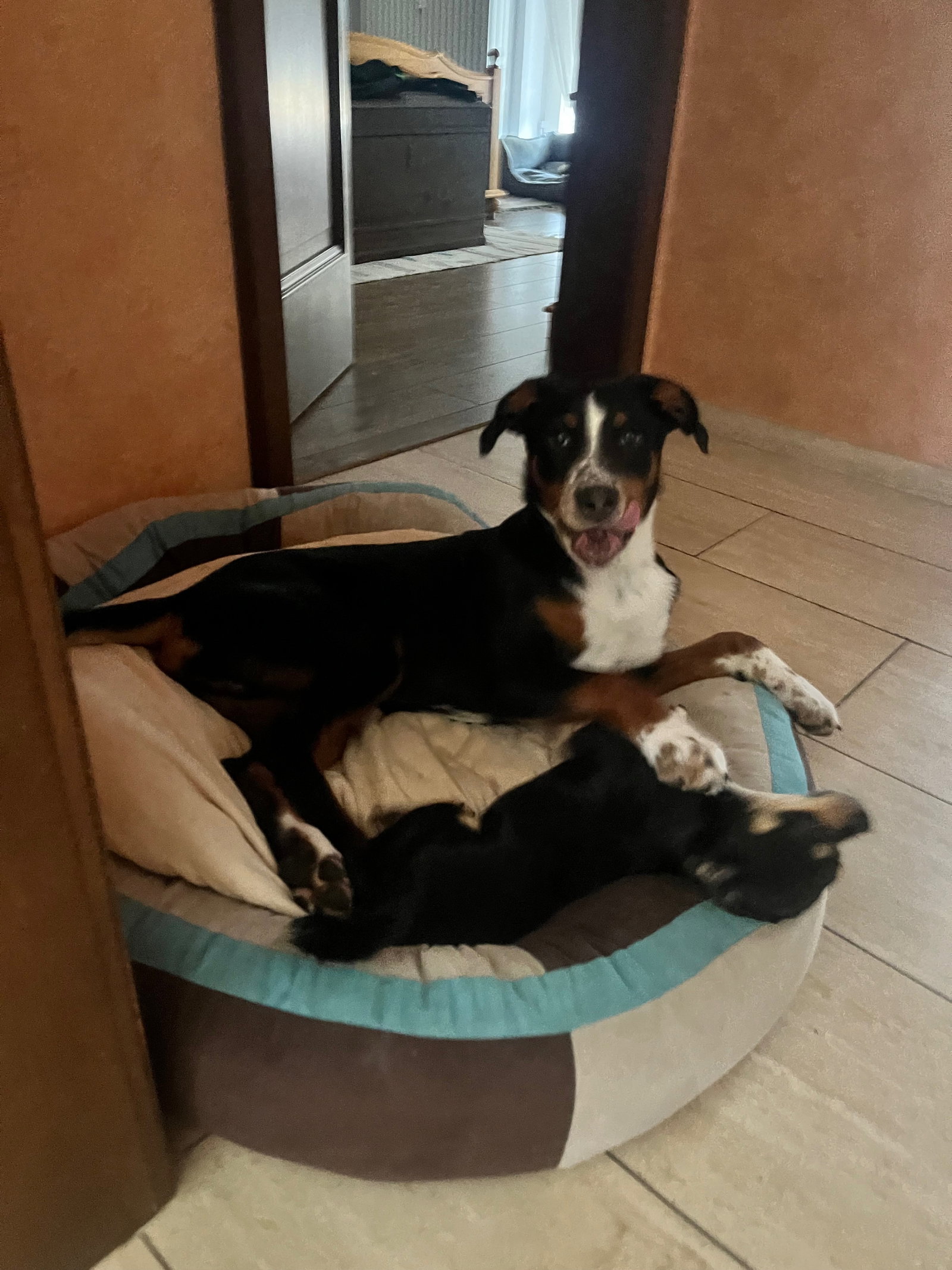 Isabella, pet sitter in Lahr, photo 2