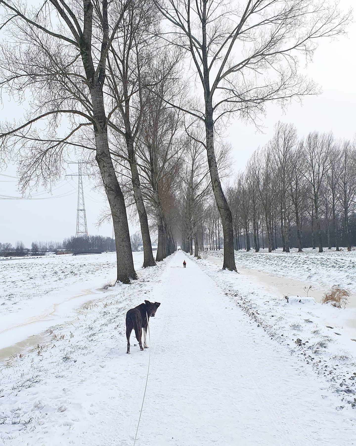 Zindzi en Philip, pet sitter in Capelle aan den IJssel, photo 4