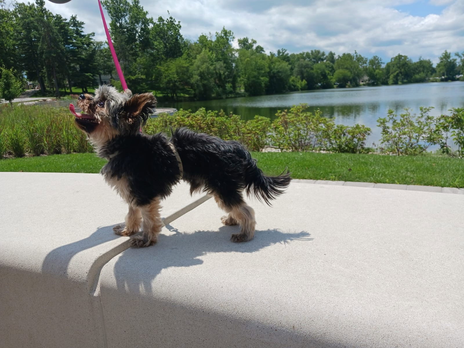 Jill, pet sitter in Bergschenhoek, photo 5
