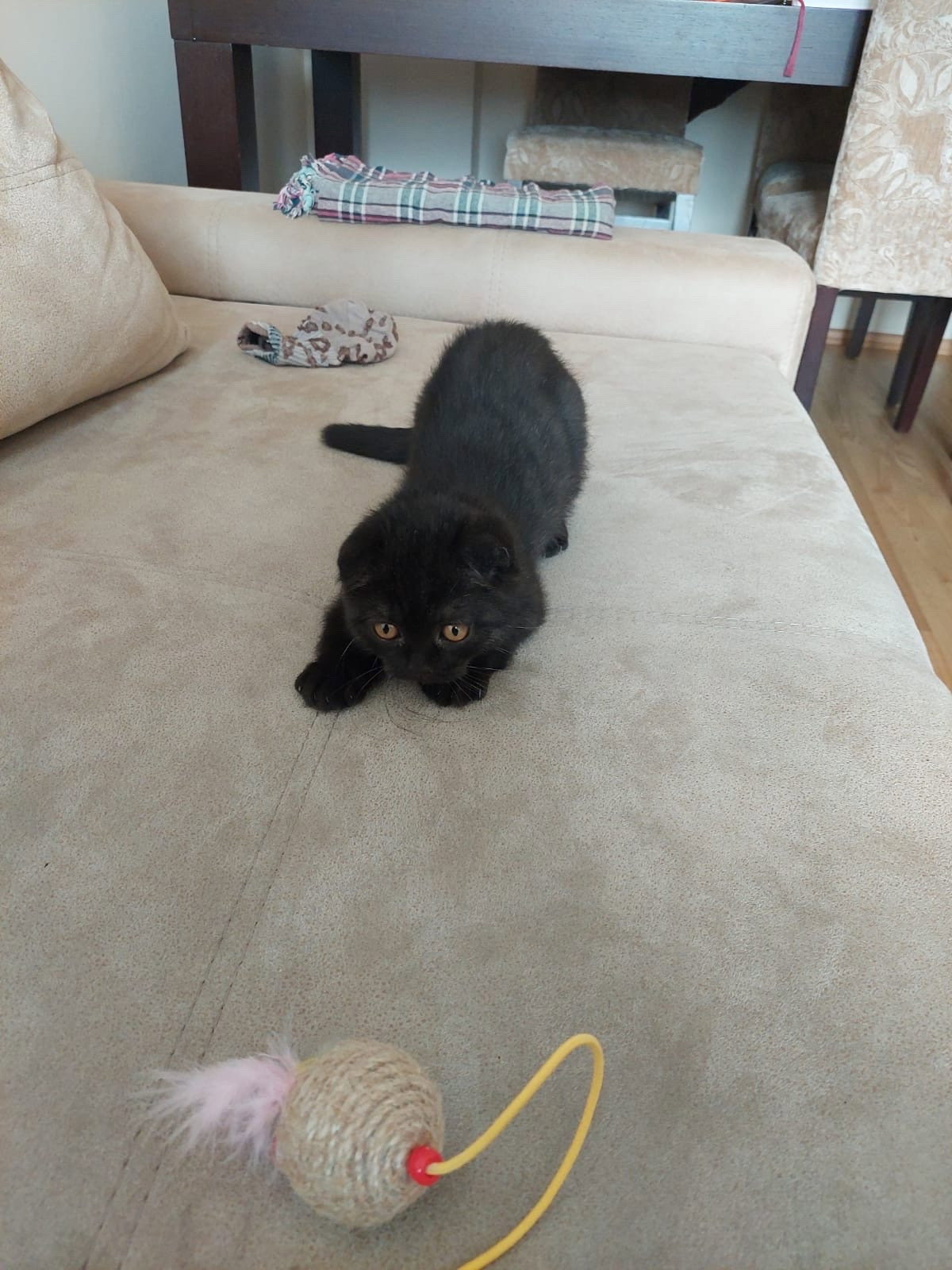 Rumeysa, pet sitter in Schiedam, photo 2