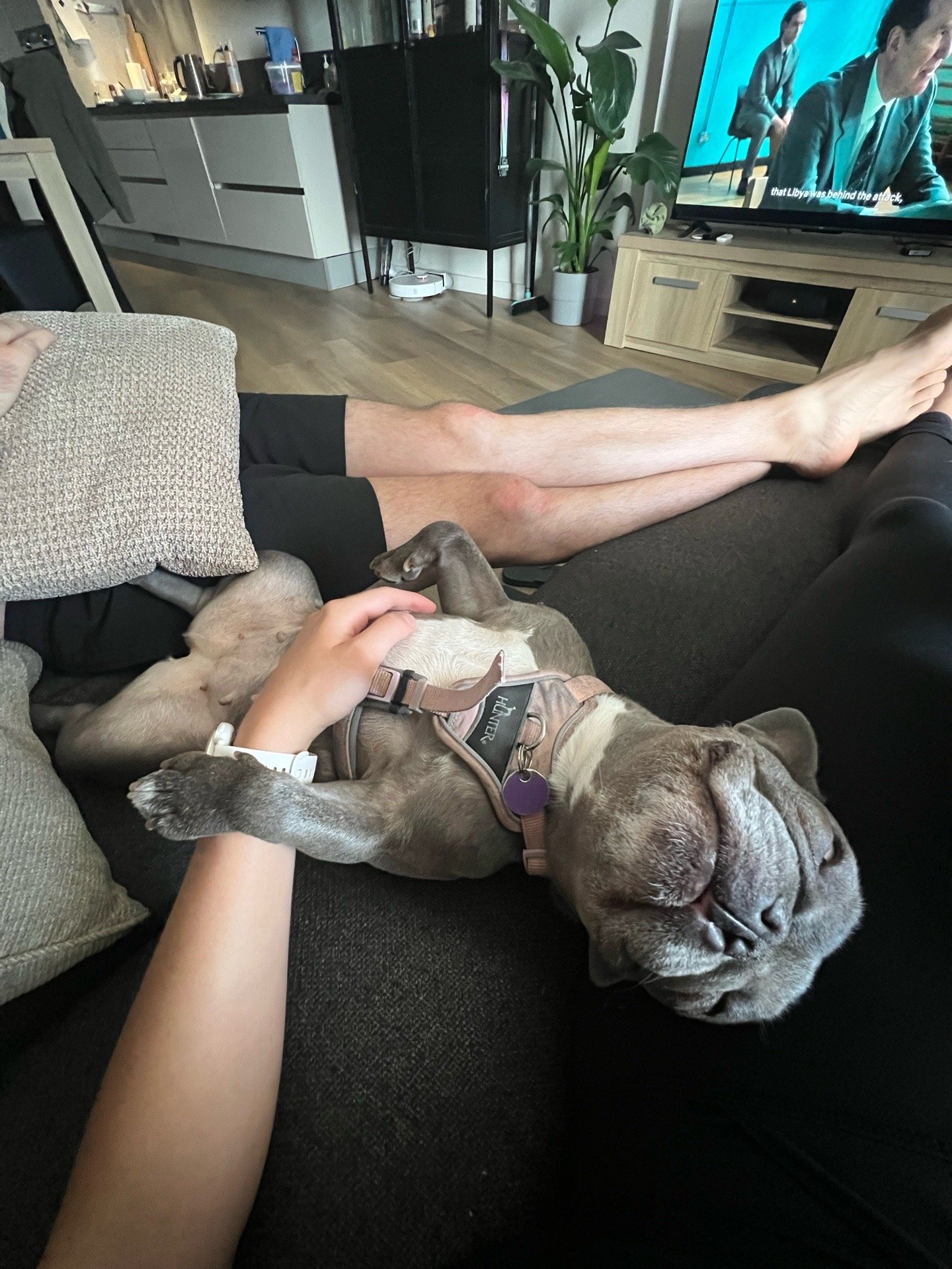 Liezl, pet sitter in Den Haag, photo 5