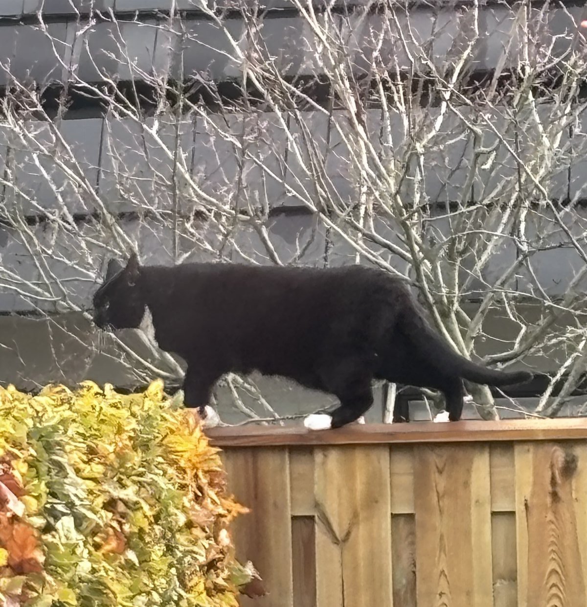 Richard, pet sitter in Dalfsen, photo 2