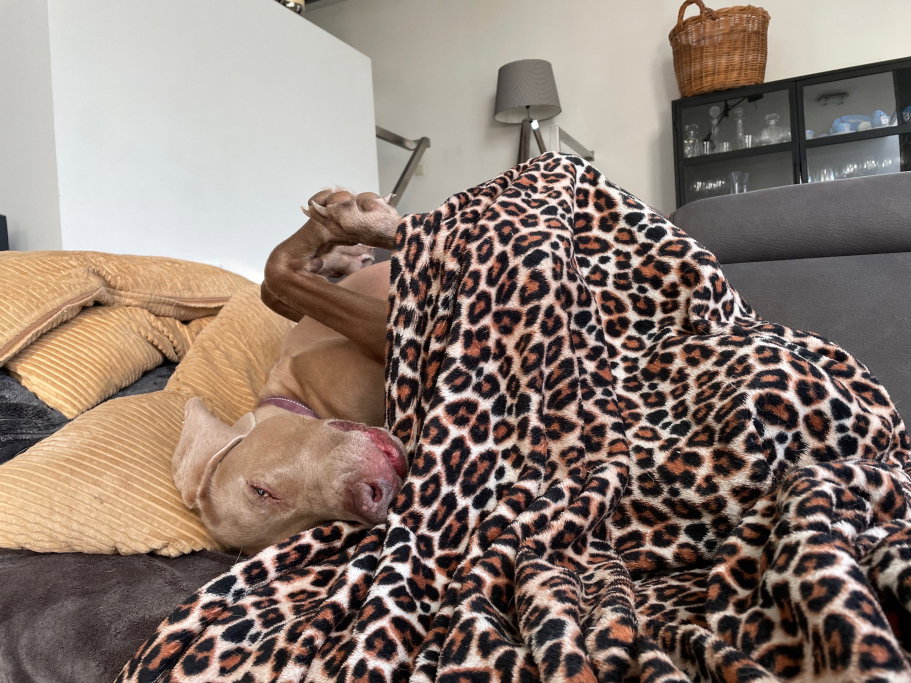 Nicole, pet sitter in Groenekan, photo 3