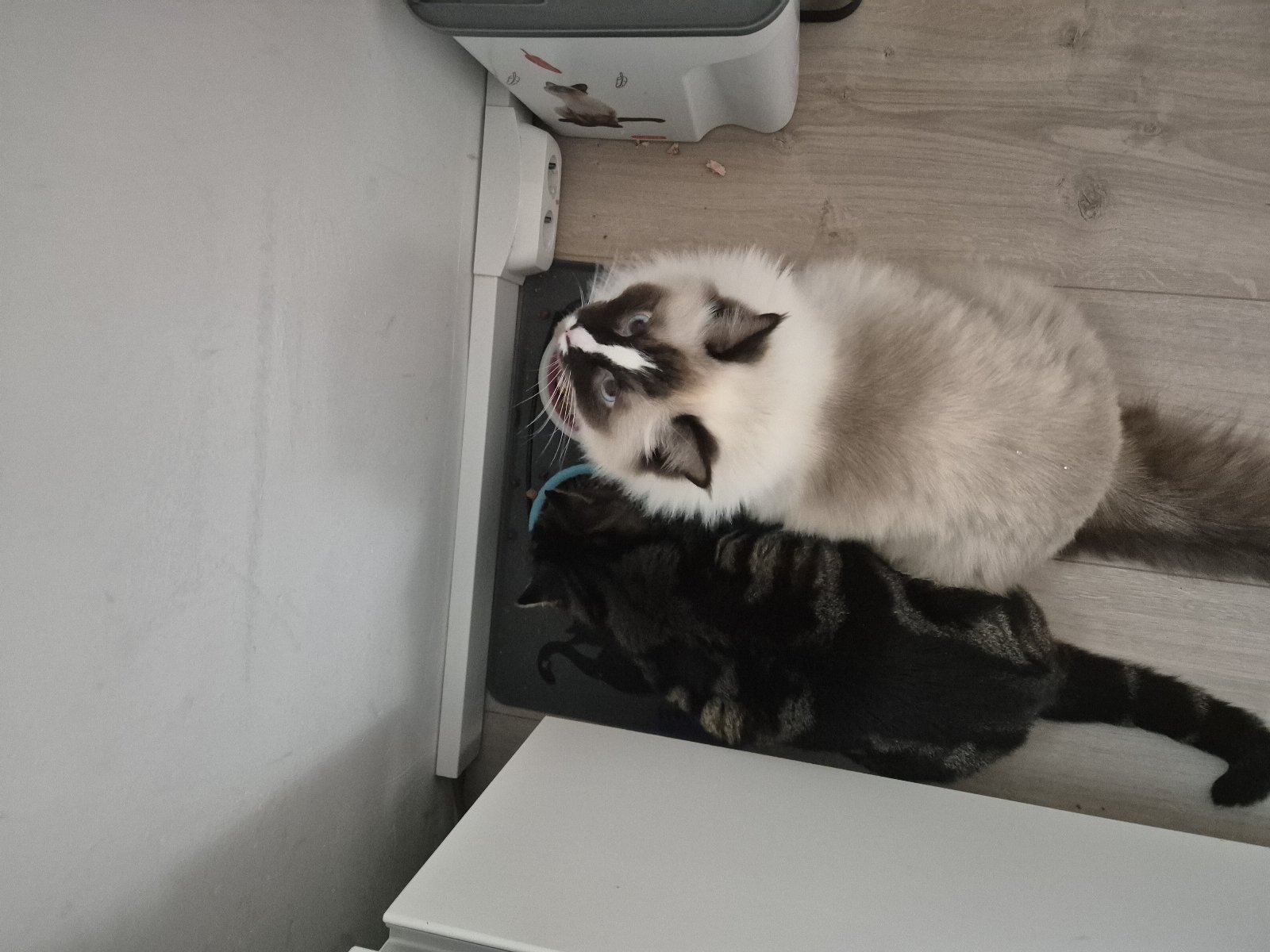 Sarah, pet sitter in heukelum, photo 2