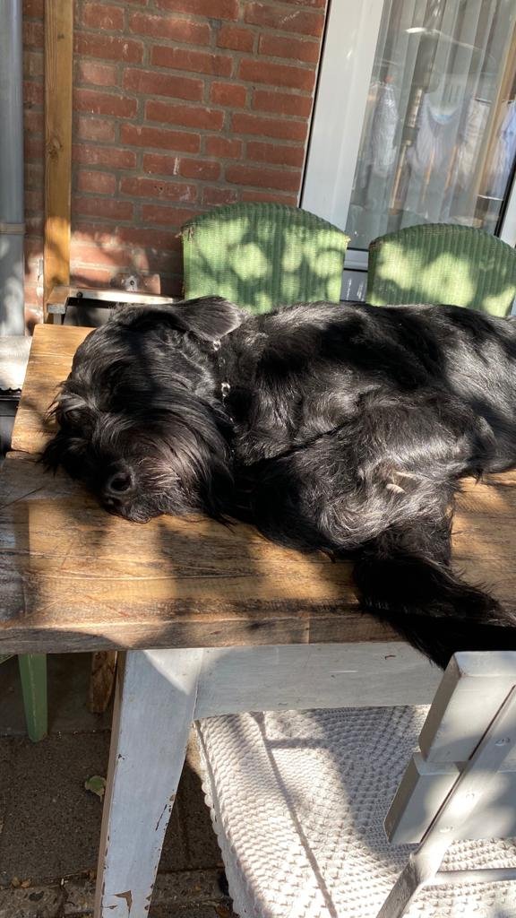 Desiree, pet sitter in Noordwijkerhout , photo 1