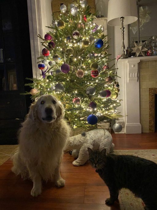 Linda, pet sitter in Maastricht, photo 4