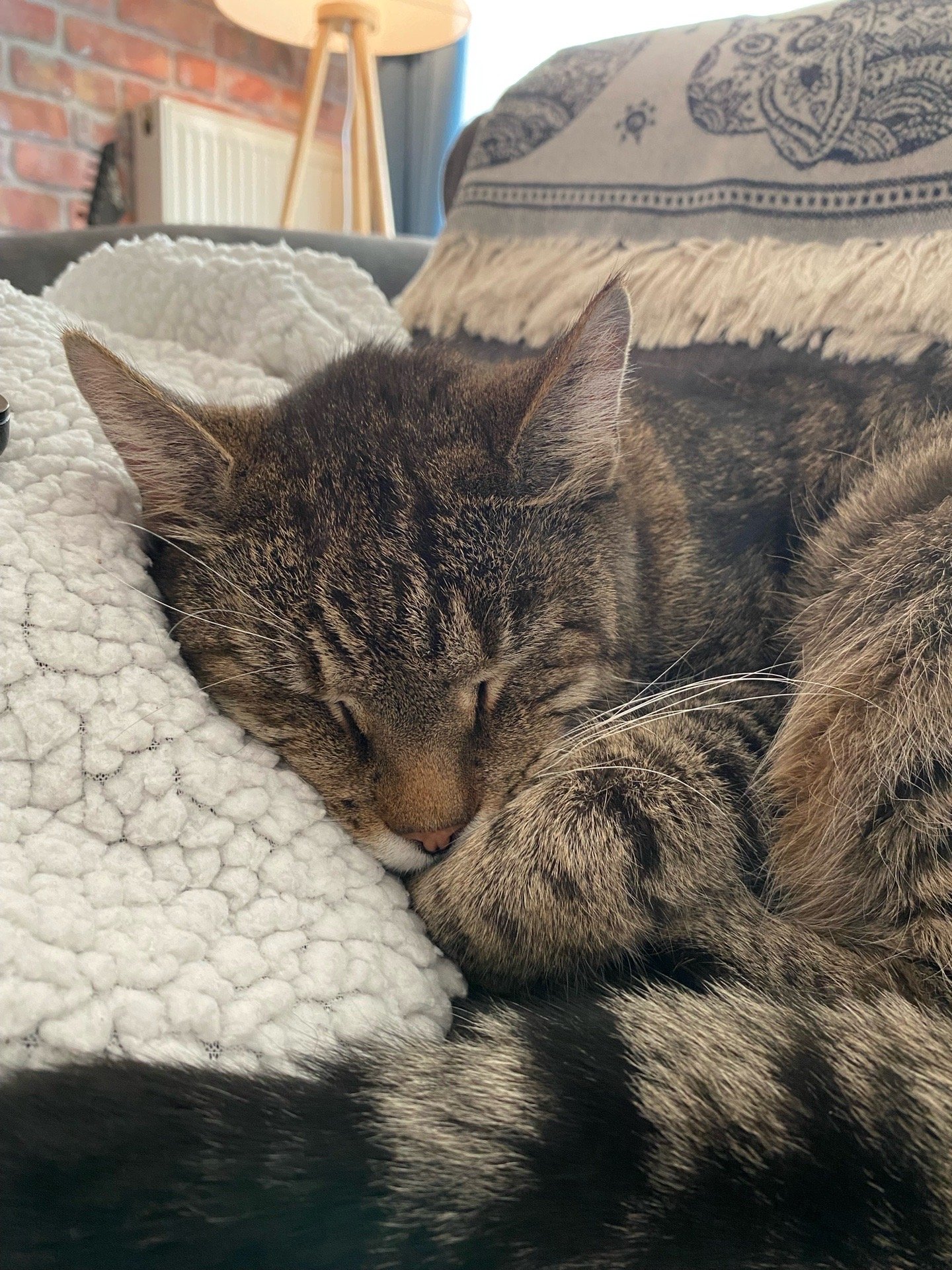 Linda, pet sitter in Sankt Augustin, photo 1