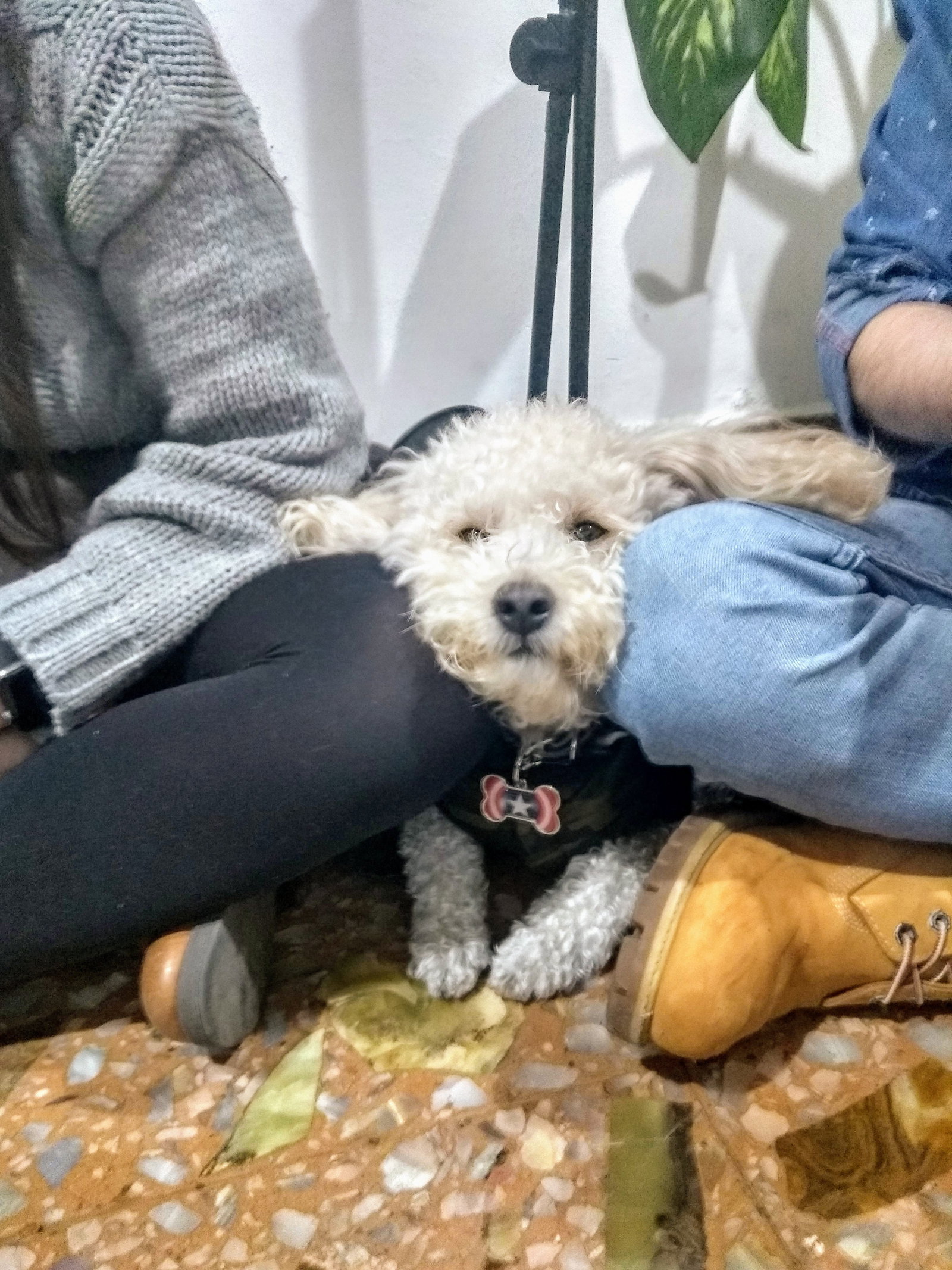 Ariadna, pet sitter in Alphen aan den Rijn, photo 1
