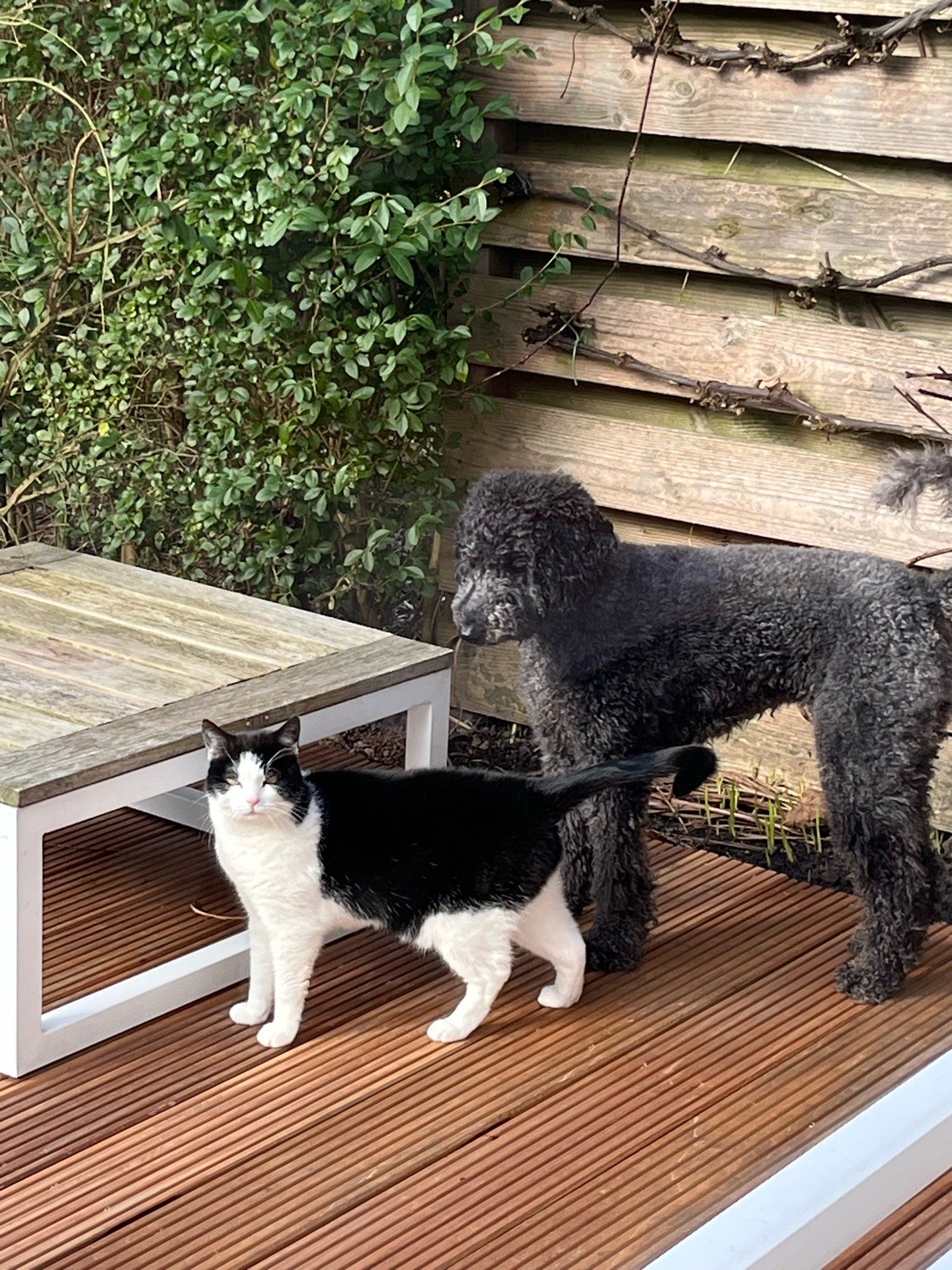 Laudy, pet sitter in Utrecht, photo 1